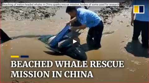 Sauvetage de 12 baleines échouées sur une plage chinoise
