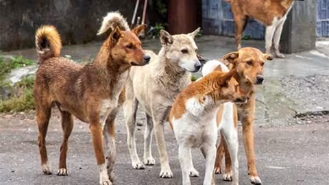 Bien-être des animaux errants : appel à une réforme de la législation concernée