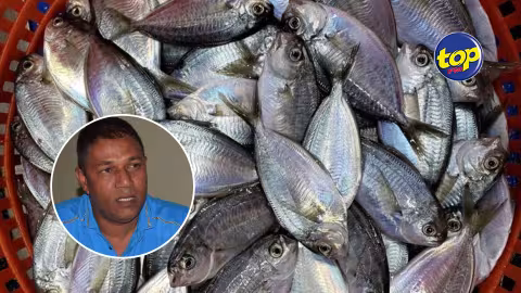 L’importation et la vente du ‘Butterfish’ autorisées : Une décision qui ne fait pas l’unanimité auprès de la communauté des pêcheurs locaux.
