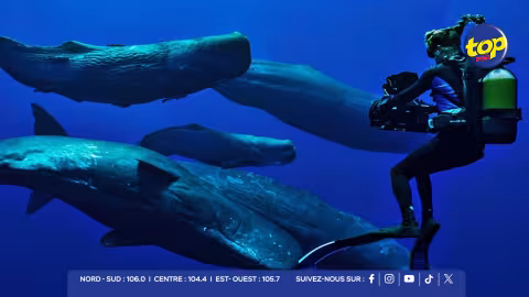 Bébé cachalot approché sous l’eau : #SaveTheBlu réclame un encadrement plus strict à Maurice.