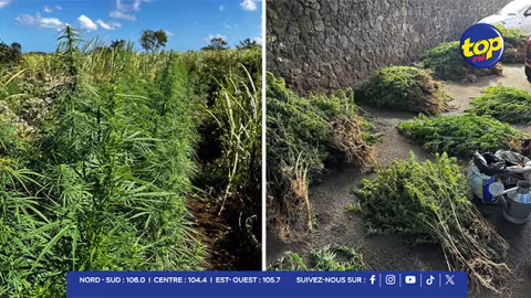 Culture illégale à Mont-Choisy : l’ADSU fait tomber une plantation de cannabis évaluée à Rs 17 millions