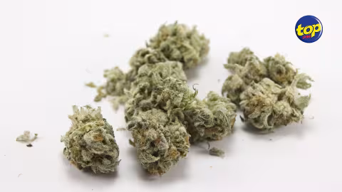 Trafic de drogue : Un homme arrêté à son domicile en possession de cannabis