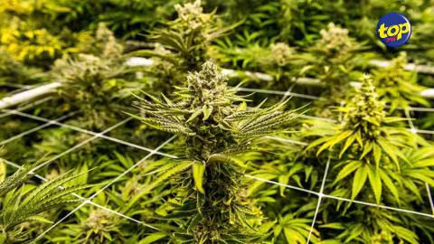 À Marechal : Un homme de 41 ans arrêté pour possession de cannabis