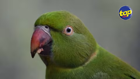 Dans le Nord: vol de 15 oiseaux d’une valeur de Rs 350 000
