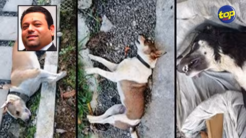 Plusieurs chiens et oiseaux empoisonnés retrouvés sur la plage de Flic-en-Flac depuis hier : « Nous révoltés, choqués… le cœur cassé », pleure Reena, militante des droits des animaux