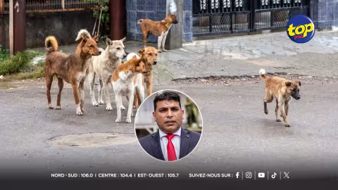 C’est la consternation à Surinam : De la viande de chien vendue aux  habitants , un dénommé V.A arrêté, il comparaitra devant la Cour de Souillac aujourd’hui ; « une enquête est en cours , le ministère de la santé attendra le rapport de la police » ,nous indique l’attaché de presse