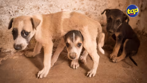 Trois chiens morts empoisonnés à Moka : La MSAW initie une enquête