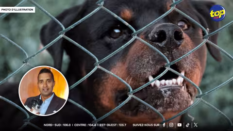 Élevage illégal de chiens dangereux : la MSAW met en garde ceux qui transgressent la loi