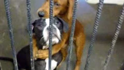 Abandons des animaux : « ene lamode sa zet dan boite, sacs » affirme Noshinee Seesarun de PAWS