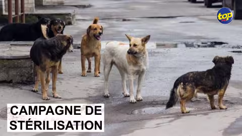 Une collecte de fonds lors du marathon de Londres pour venir en aide aux chiens et chats errants de Maurice : « La stérilisation est la seule solution », conseille  Jane Dunsmore du groupe Furry Friends