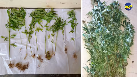 À Bel Ombre : 146 plants de cannabis déracinés