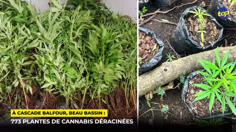 À Cascade Balfour, Beau Bassin : 773 plantes de cannabis déracinées