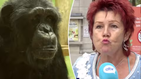 Amoureuse d’un chimpanzé au zoo d’Anvers, son histoire fait le tour du monde