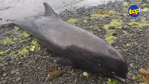 Le nombre de dauphins morts passe à 42