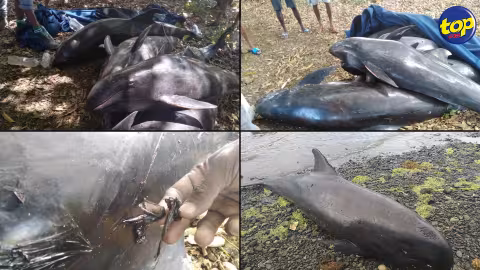 Dauphins échoués sur les plages du Sud-est : les militants de l’environnement pensent que le nombre de 38, avancé par les autorités, est en deçà de la réalité