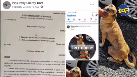 Non à la politique de Catch and Kill et une ONG à la rescousse de la chienne Dobby : la MSAW et le ministère de l’Agro-industrie convoquée en cour suprême le 4 mars prochain