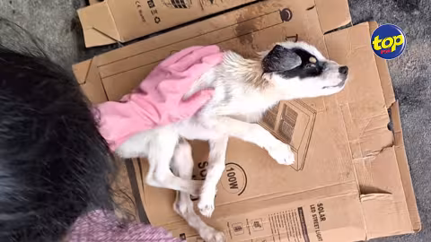 SOS de Deepak de Rivière des Créoles qui a secouru un chiot dont la santé s’est détériorée : depuis 11 jours j’ai lancé un appel à l’aide, j’ai meme contacté la MSAW, dit-il, avec découragement