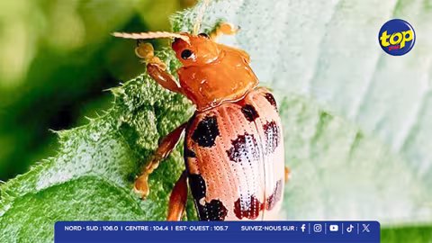 Le « Hog Plum Beetle » menace les pruniers : 765 plaintes déjà enregistrées à Maurice 