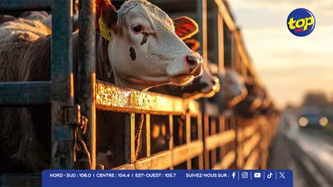 Eid-ul-Adha : la NLTA rappelle les règles strictes pour le transport d’animaux