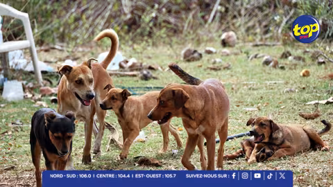 La MSAW intensifie la lutte contre la prolifération canine 