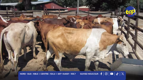 Fièvre aphteuse en Afrique du Sud