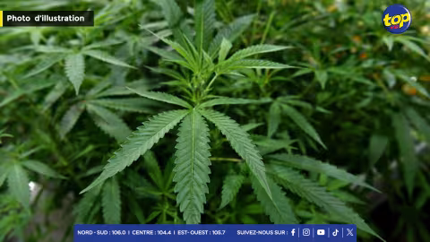 À Plaine Champagne : 70 plants de cannabis déracinés 