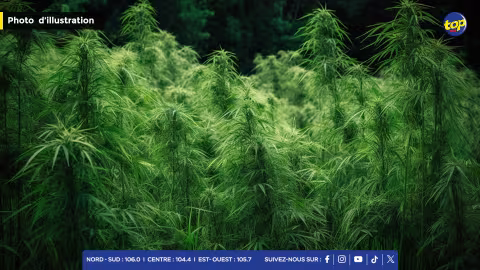 À Pétrin : plus de 1 300 plants de cannabis déracinés par l’ADSU 