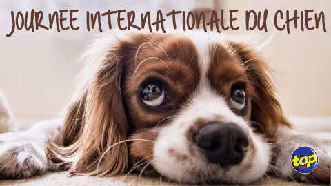 Journée internationale du chien : « Ene toutou li cuma ene membre de la famille, bizin traite li avec amour et affection ; arrêtez de les maltraiter, adoptez des chiens de rue ! », plaident les secouristes Pretty Saachi et Sameer Golam