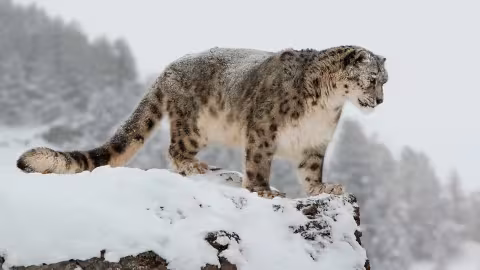 Journée internationale du léopard des neiges