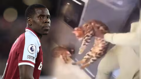 Maltraitance animale : que risque le footballeur Kurt Zouma après les images de violence envers son chat ?