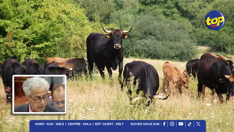 Aucun blocage sur les bétails de Rodrigues : quota de 1 150 animaux fixé, dont 75 bovins, 457 moutons et 300 chèvres déjà transférés à Maurice