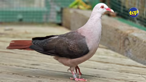 Oiseau endémique à Maurice : Le pigeon rose qui a échappé de peu à l’extinction continue de perdre sa diversité génétique