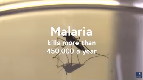 Un nouveau vaccin contre la malaria donne des résultats miracles