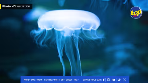 MEDUSES