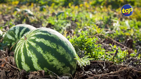 A Olivia : Rs 45 000 de melon d’eau emportés d’une plantation