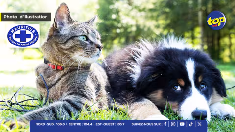 Les défenseurs des animaux réclament l’arrêt immédiat du “Catch and Kill” pratiqué par la Mauritius Society for Animal Welfare (MSAW)