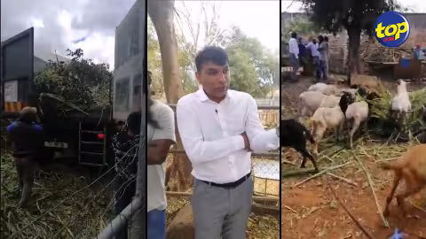 Maltraitance alléguée : les éleveurs veulent que la Mauritius Meat Authority leur rende leurs bêtes importées de Rodrigues