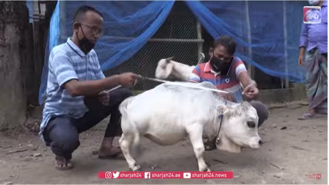 Au Bangladesh, une vache naine fait fureur