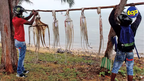 Fermeture de la pêche à ‘ourites’ jusqu’en Octobre 2023 : « Qui s’assurera à ce que cette période de fermeture soit respectée ? », se demande Judex Rampaul
