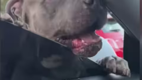 Un pit-bull attaque une femme dans sa voiture et endommage sa Tesla de plusieurs millions