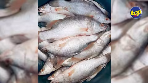 Importation illégale : 3 tonnes de poisson Capitaine saisies