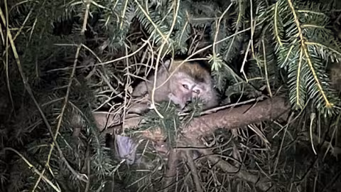 En Pennsylvanie : les 97 singes originaires de Maurice, qui se sont échappés, retrouvés par la police