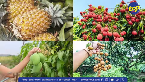 Récolte des Fruits : Moins de letchis, mangues et longanes cette saison, affirme Kreepalloo Sunghoon