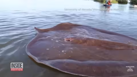 Une rare raie géante attrapée dans une rivière
