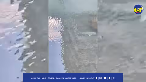 Au Caudan Waterfront : des requins aperçus dans l’eau, une vidéo crée le buzz