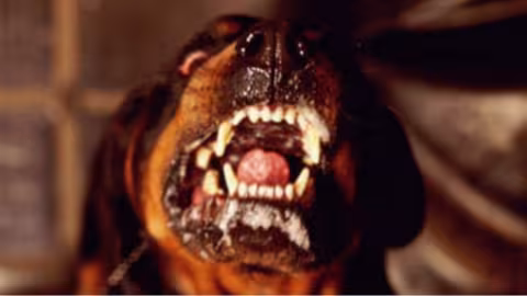 Deux Rottweilers attaquent et tuent un bébé de 5 semaines dans sa maison