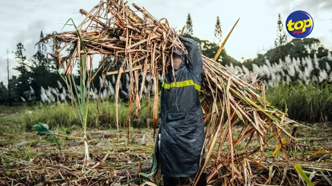 Récolte sucrière 2019 : Où sont passées les RS 25,000 la tonne promises aux planteurs ?