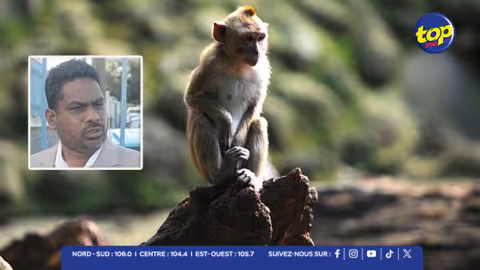 Saisie de macaques à Jin Fei en 2023 : Hammerhead affronte l’État en Cour suprême… 