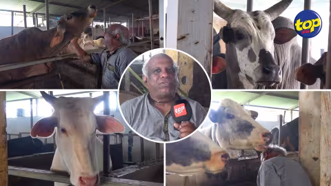 Confinement national : cri de détresse d’un éleveur à Dubreuil qui craint pour la survie de ses 40 vaches, privées de leur ration alimentaire quotidienne