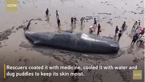 Une baleine échouée de 20 mètres remise à la mer